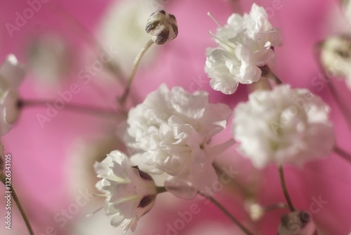 Close-up view of pink and white baby's breath flowers. Delicate flowers blooming in the soft light