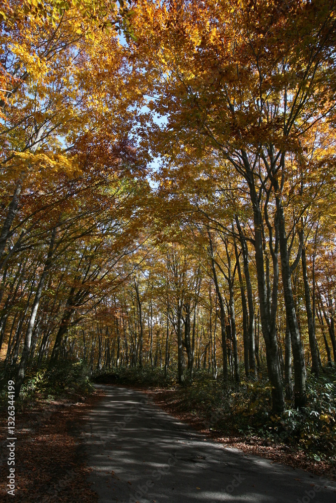 Fototapeta premium 紅葉したブナの並木道