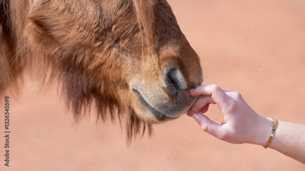 Fototapeta premium Pferd, Mensch, Berührung