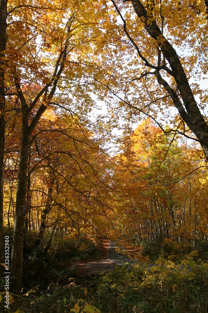 Fototapeta premium 紅葉した森