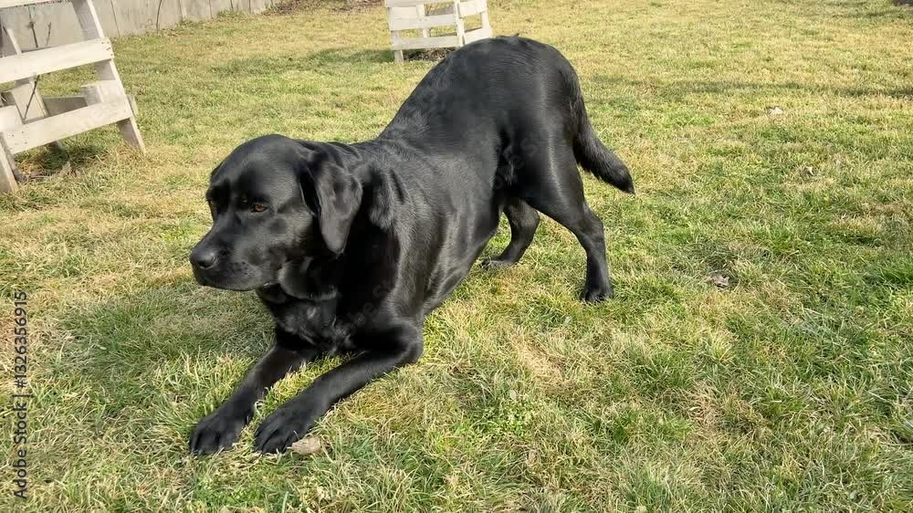 A Labrador Retriever dog bows and walks with two Chihuahua dogs outside A Labrador Retriever dog bows and walks with two Chihuahua dogs outside