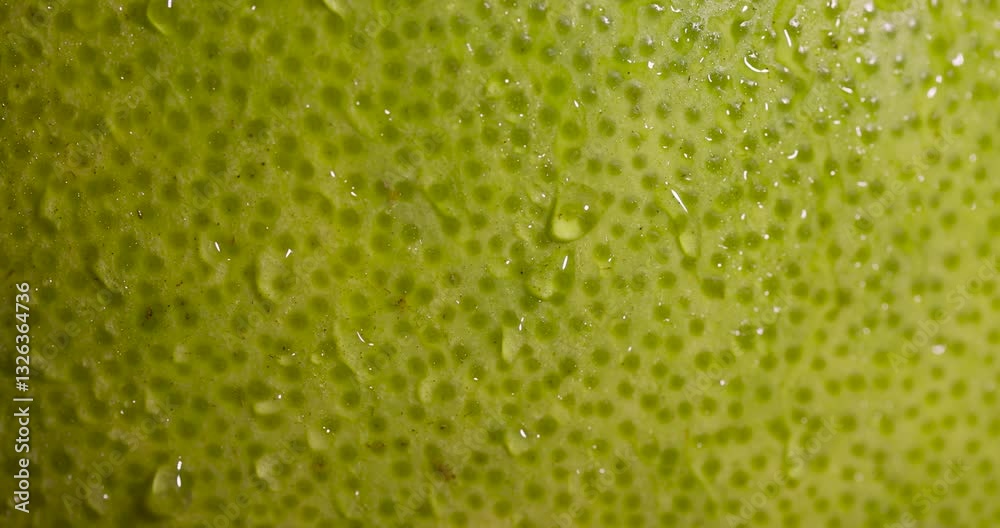 the wet peel of a citrus, an unripe green grapefruit covered with water droplets
