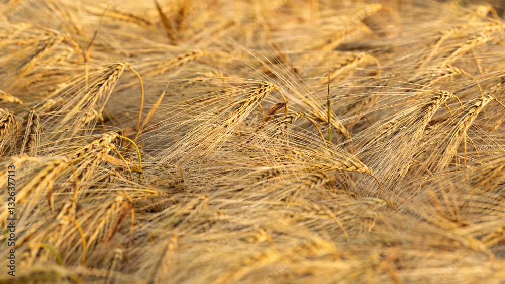 Fototapeta premium Close-up view of ripe barley with long awns and grains flattened by wind. This stage of crop indicates final phase before harvest, reflecting agricultural cycle and importance of grain production