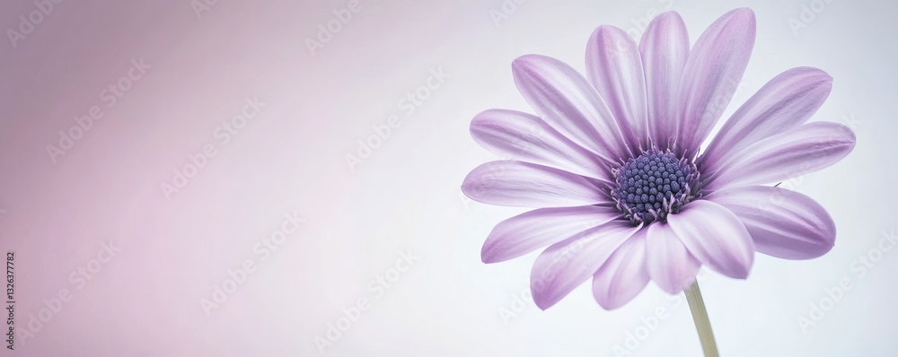 Fototapeta premium A delicate purple flower blooms against a soft gradient background