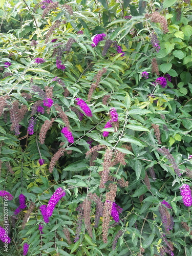 Tableau sur toile Buddleja davidii Royal Red, Butterfly Bush in summer with flowers