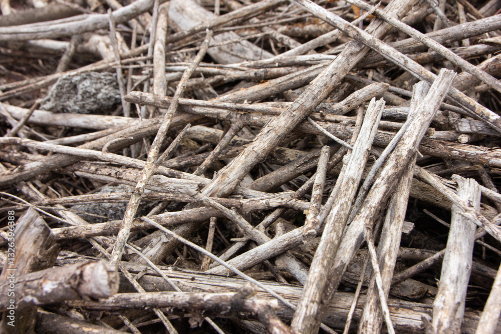 Texture of small tree branches. Pile of wooden branches Texture of small tree branches. Pile of wooden branches