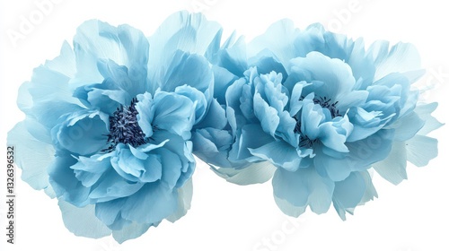 Big, fluffy light blue flowers with fine details, isolated against a clean white background, with a clipping path, ready to be used for design, art, or branding projects.
