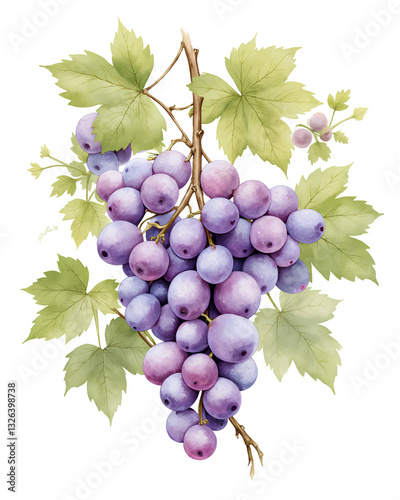 bunch of grapes isolated on white