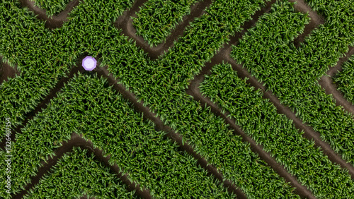 Aerial view of a vibrant green corn maze with complex patterns, Swannanoa, Canterbury, New Zealand.