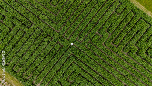Aerial view of a beautiful maze corn field with lush green rows and abstract patterns, Swannanoa, Canterbury, New Zealand.