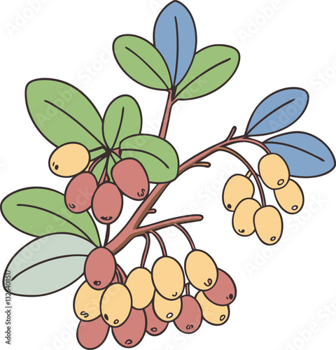 Colorful botanical illustration of flowering berberis bush with berries and leaves