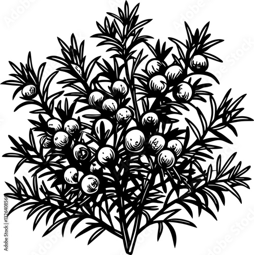 Detailed juniper plant illustration with berries, monochrome botanical drawing, nature art