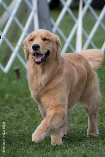 Happy Golden Retriever in a dog show
