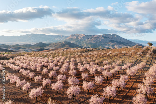 Aerial view of almond trees in bloom with pink flowers amidst scenic mountains and clouds, Velez-Rubio, provincia de Almeria, Spain.