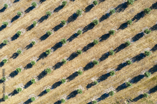 Aerial view of beautiful olive trees in patterns across a rural field, Priego de Cordoba, provincia de Cordoba, Spain.