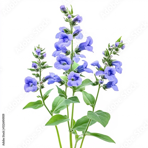 Vibrant Blue Penstemon Flowers Isolated Botanical Illustration Close Up Studio Shot of Blooming