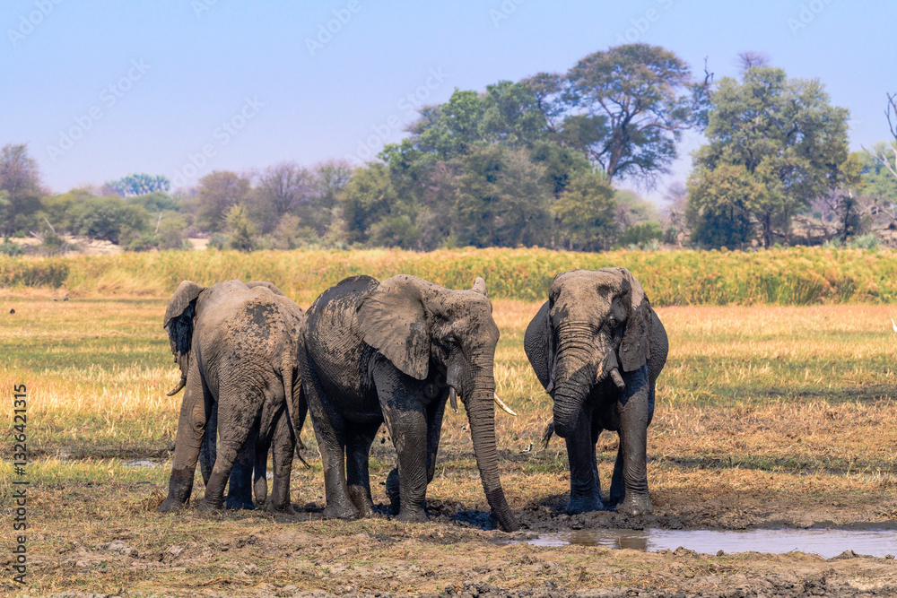 Fototapeta premium Elephants at a Waterhole surrounded by Nature, Sambesi Stripe, Namibia