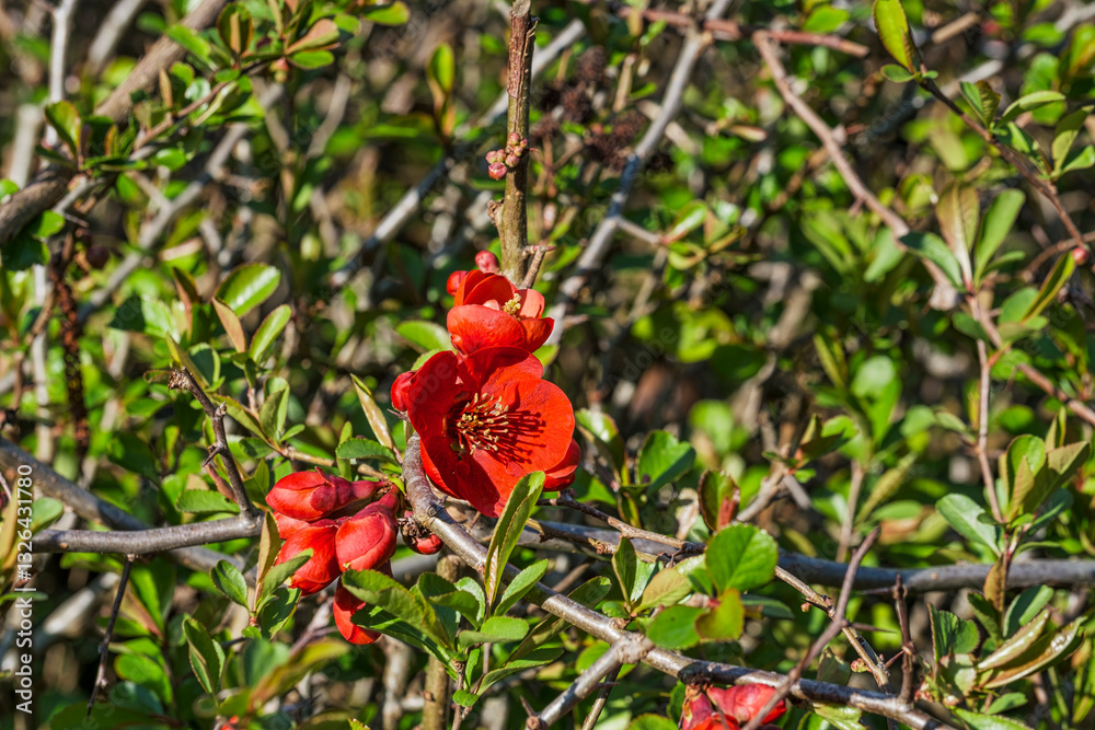 Close-up of the red flower of the Chaenomeles speciosa in the spa gardens of Wiesbaden