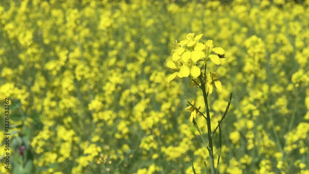 yellow mustard flowers, blossoms of oilseed, green yellow plants, yellow blossoms yellow mustard flowers, blossoms of oilseed, green yellow plants, yellow blossoms