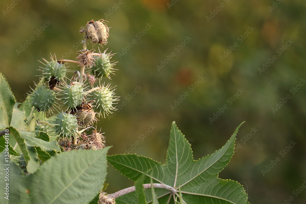 Castor oil plant, vegetable from where extracts the known laxative castor oil, used to produce biodiesel Castor oil plant, Ricinus communis, commonly known as castor oil plant. Medical seeds in india. Castor oil plant, vegetable from where extracts the known laxative castor oil, used to produce biodiesel Castor oil plant, Ricinus communis, commonly known as castor oil plant. Medical seeds in india.