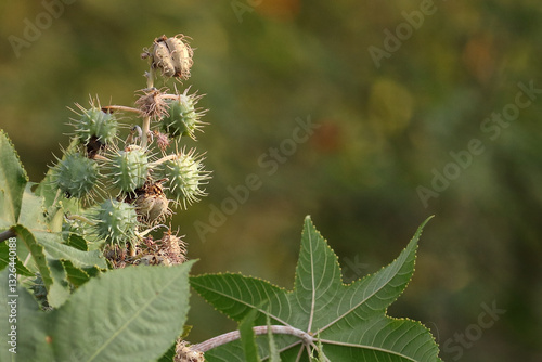 Castor oil plant, vegetable from where extracts the known laxative castor oil, used to produce biodiesel Castor oil plant, Ricinus communis, commonly known as castor oil plant. Medical seeds in india.