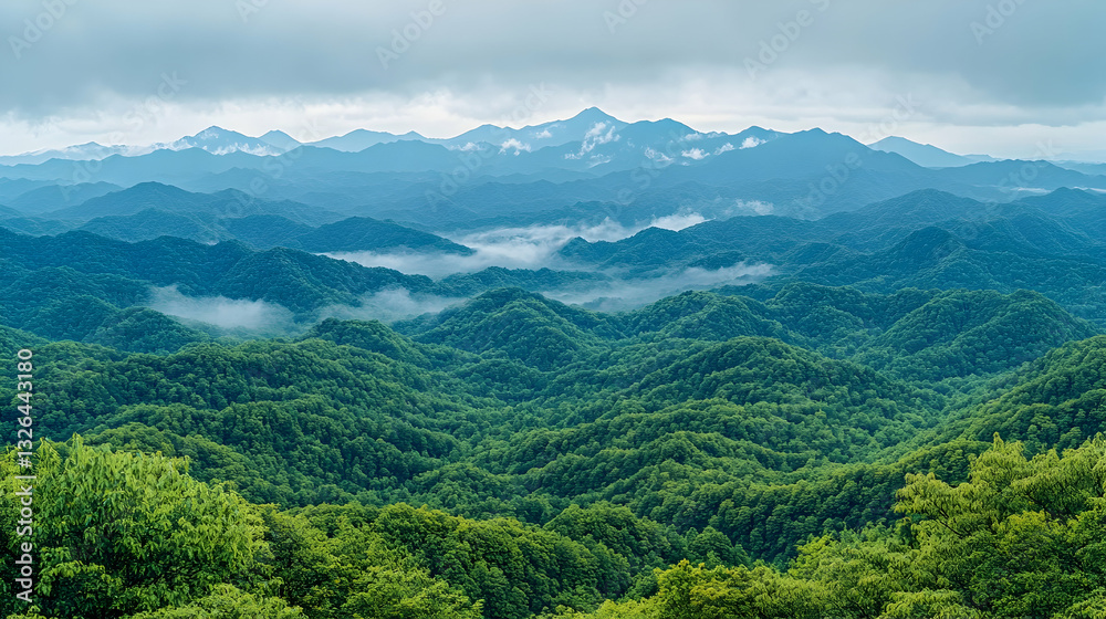 Fototapeta premium Misty Mountain Range. Lush Forest