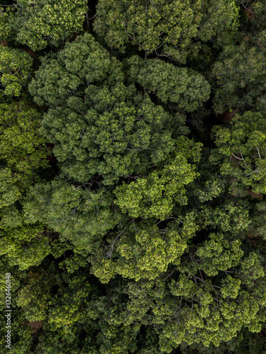 Aerial view of lush tropical forest with dense canopy and vibrant foliage, Silk Island, Phnom Penh, Cambodia.