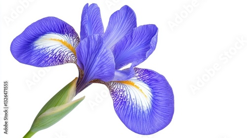 Vibrant Purple Iris Flower Isolated on White Background