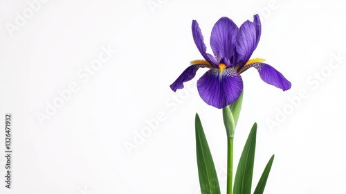 Vibrant Purple Iris Flower on a Simple White Background