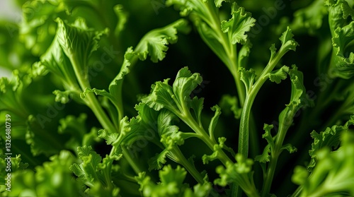 food, tomato, vegetable, vegetables, fresh, healthy, green, pepper, red, salad, diet, vegetarian, lettuce, isolated, tomatoes, onion, cucumber, organic, white, cooking, ingredient, leaf, parsley, heal