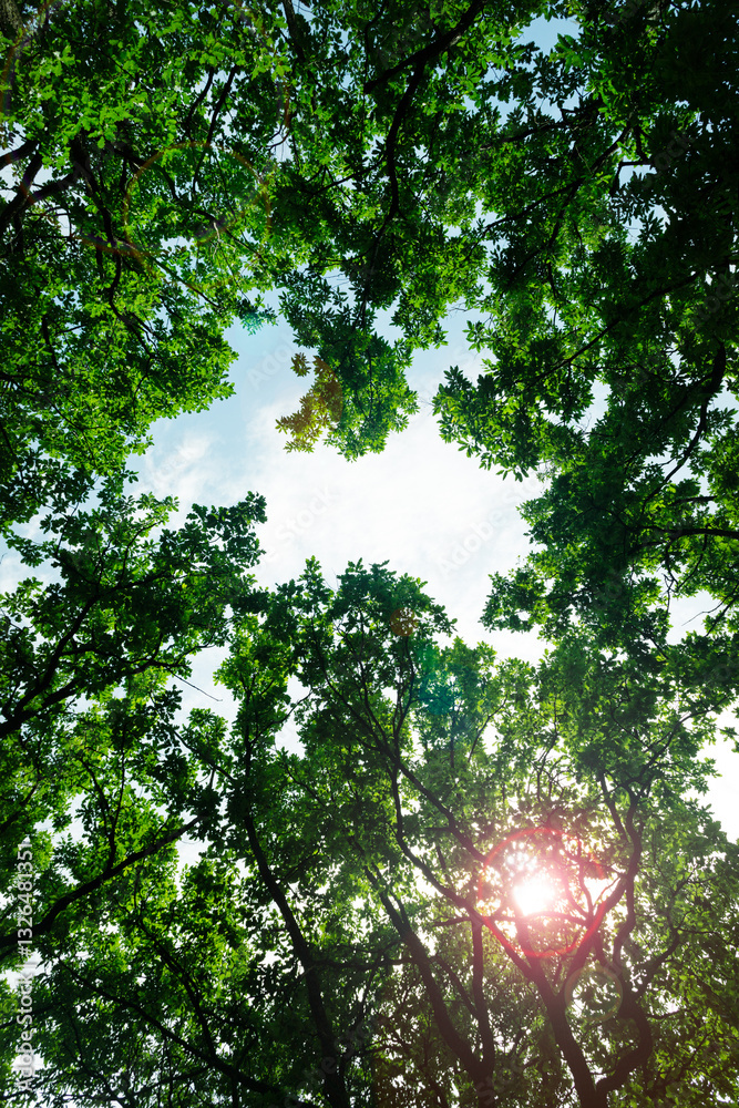 Fototapeta premium Sunlight Filtering Through Lush Green Tree Canopy
