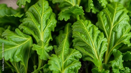 food, tomato, vegetable, vegetables, fresh, healthy, green, pepper, red, salad, diet, vegetarian, lettuce, isolated, tomatoes, onion, cucumber, organic, white, cooking, ingredient, leaf, parsley, heal