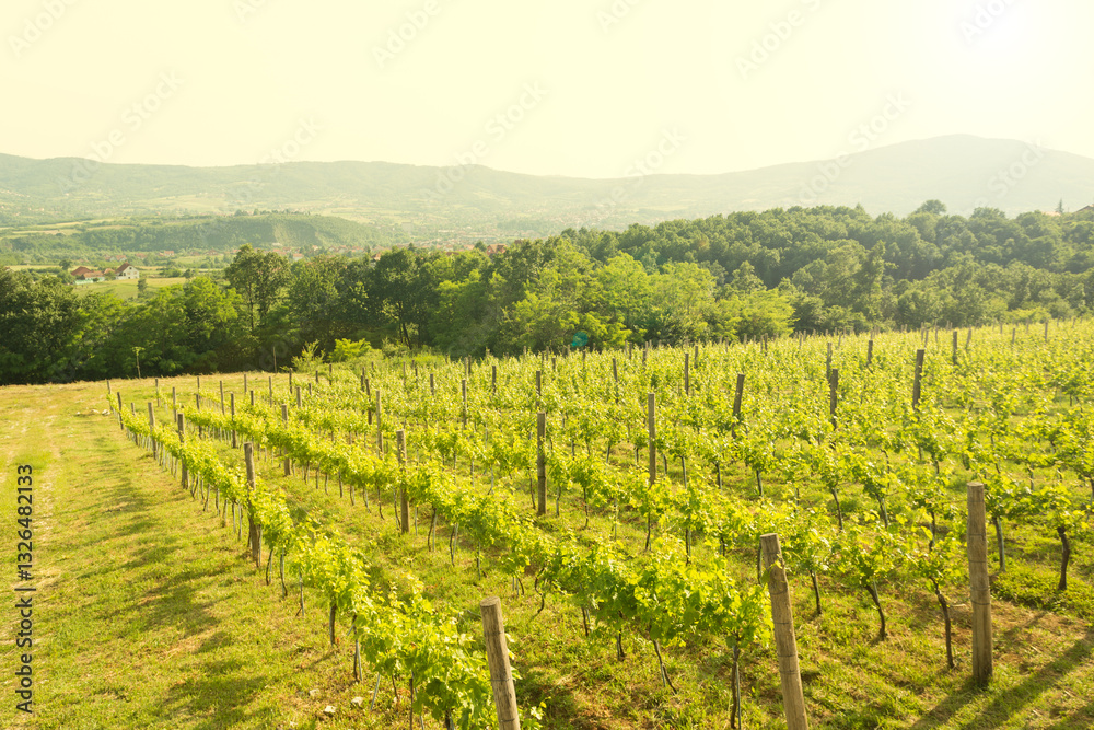 Naklejka premium Vineyard in Golden Light