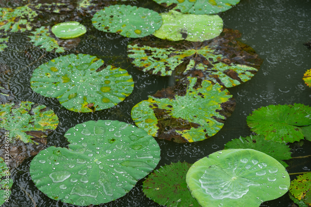 Stunning macro shot of a leaves water lily (Nymphaea) adorned with delicate raindrops on its petals. Stunning macro shot of a leaves water lily (Nymphaea) adorned with delicate raindrops on its petals.