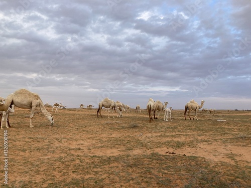camels in the desert