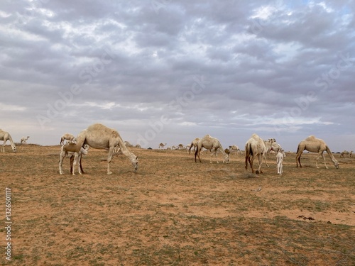 camels in the desert