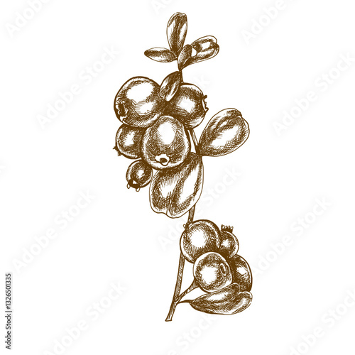 Forest cranberry branch ink vector illustration. Hand drawn botanical clipart, berry doodle in outline style, etching painting for product packing, label, logo design