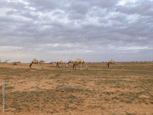 camels in the desert