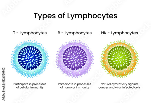 Types of Lymphocytes T B and NK cells