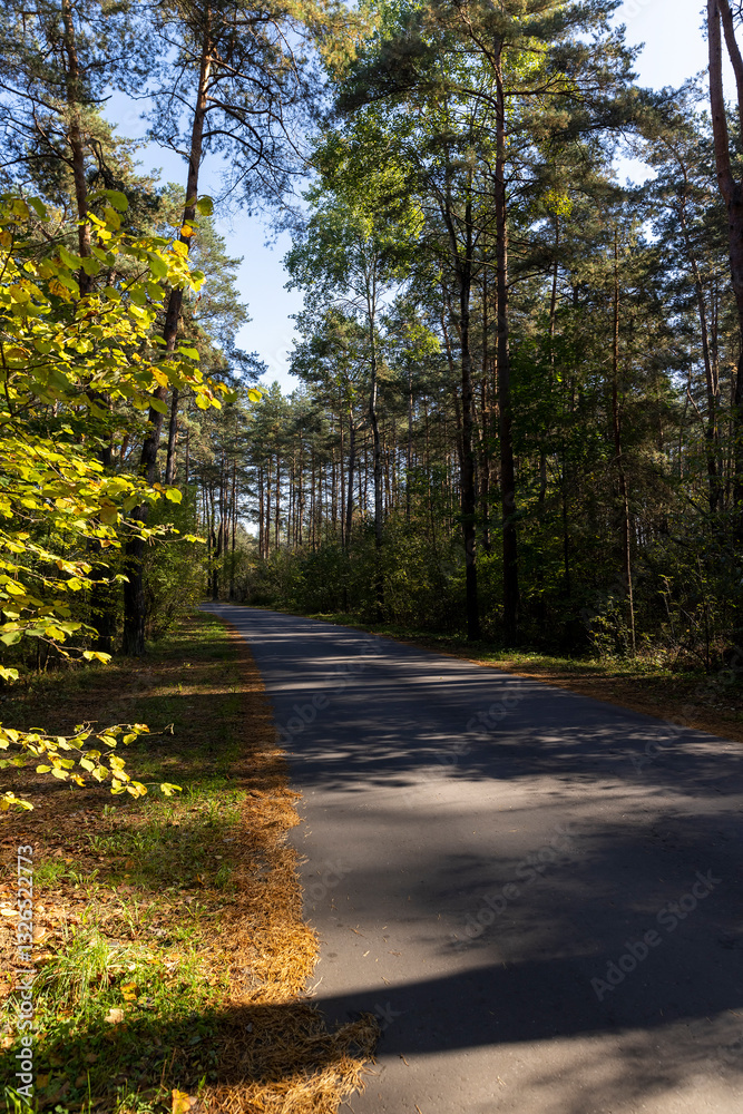 Obraz premium a road in a forest with deciduous trees in the autumn season