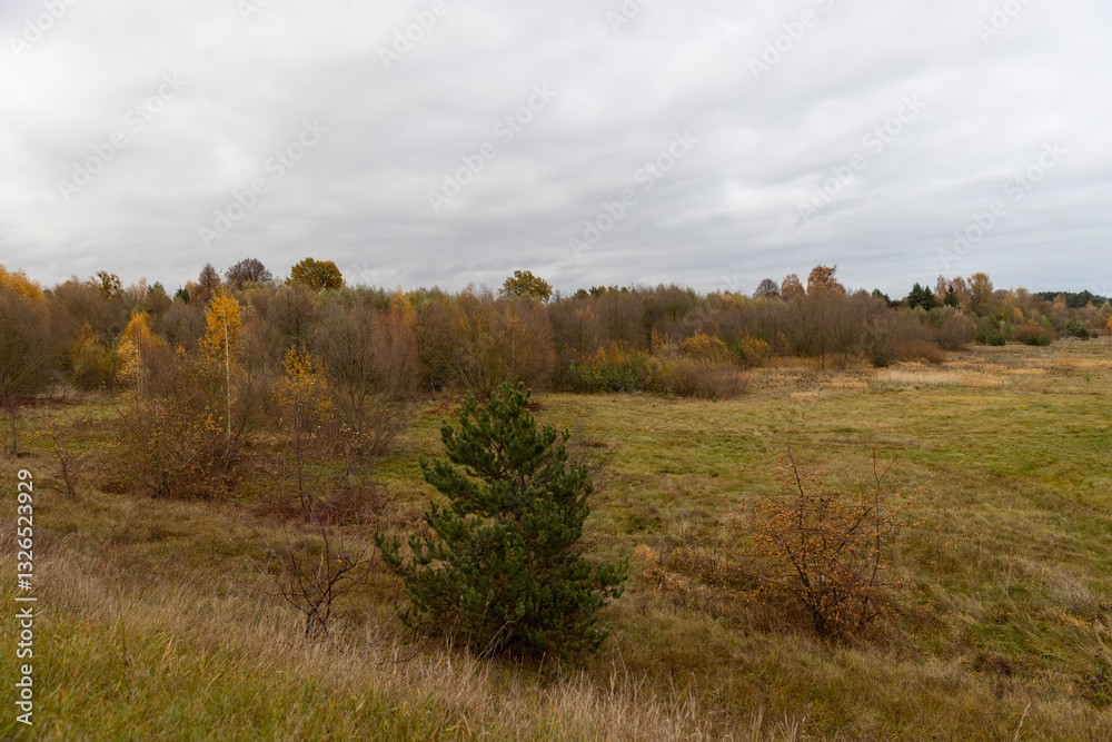 hilly area with birch trees and other trees with yellow and orange foliage hilly area with birch trees and other trees with yellow and orange foliage