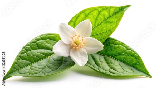 Urban exploration reveals a close-up jasmine bloom, its pristine white petals a floral macro masterpiece.