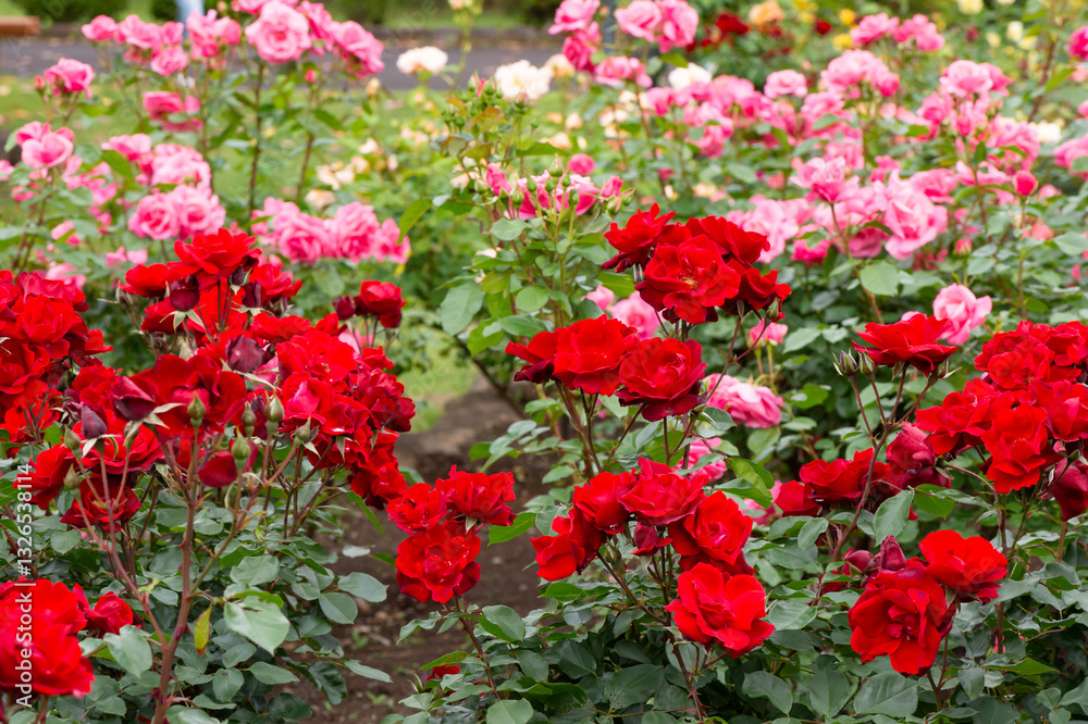 Fototapeta premium バラ園の眺め