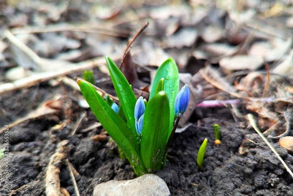 Snowdrops. Already today, where the earth has warmed up more in the forests or meadows, small snowdrop flowers smile at the sun with their blue colors. Snowdrops. Already today, where the earth has warmed up more in the forests or meadows, small snowdrop flowers smile at the sun with their blue colors.