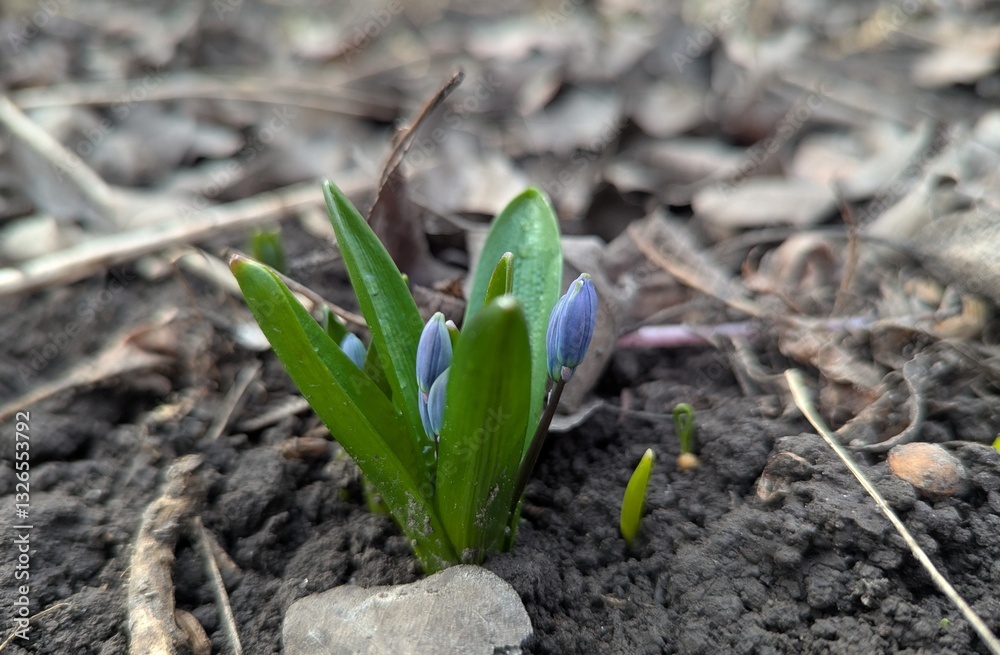 Snowdrops. Already today, where the earth has warmed up more in the forests or meadows, small snowdrop flowers smile at the sun with their blue colors. Snowdrops. Already today, where the earth has warmed up more in the forests or meadows, small snowdrop flowers smile at the sun with their blue colors.