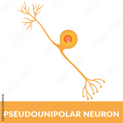 Pseudounipolar neuron Vector Illustration