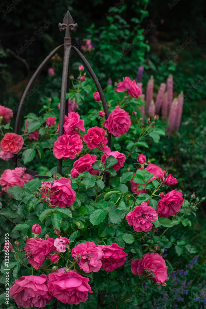 Fototapeta premium Beautiful pink Shrub Rose Rosarium Uetersen Kordes