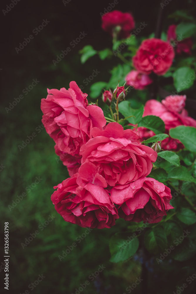 Beautiful pink Shrub Rose Rosarium Uetersen Kordes Beautiful pink Shrub Rose Rosarium Uetersen Kordes