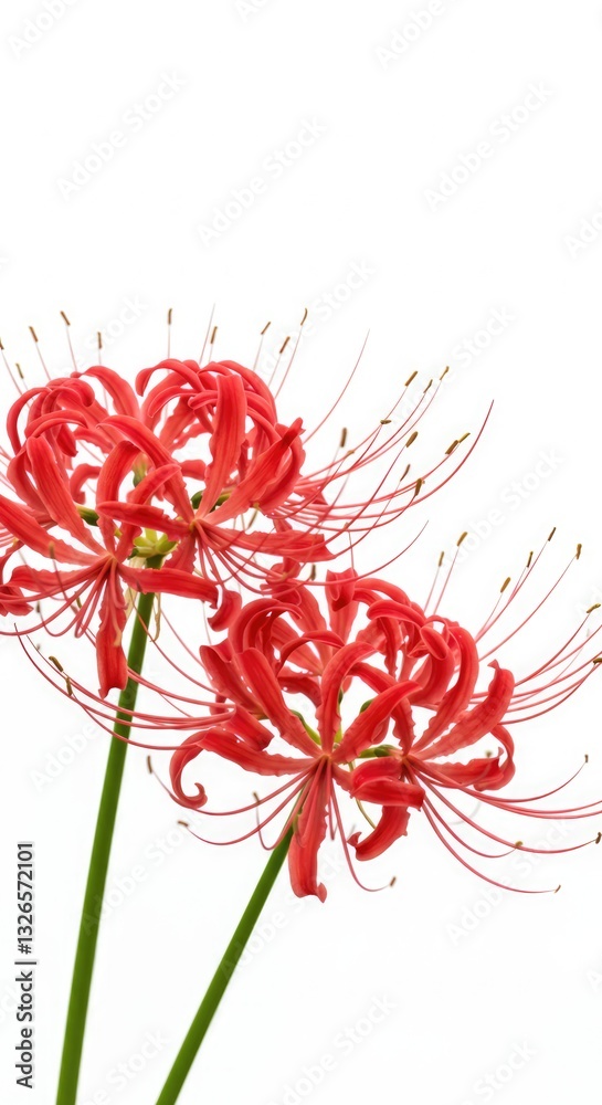Obraz premium A close-up captures the striking beauty of the red Higanbana, its delicate petals curling elegantly outward. The vibrant crimson hue contrasts against the white background