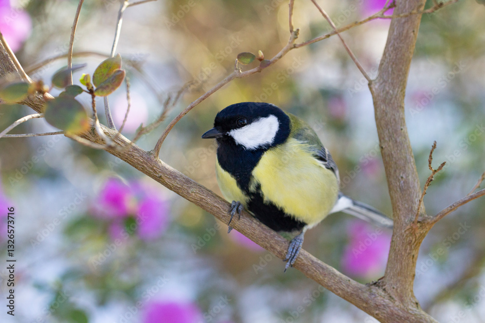 Obraz premium Meise im Frühling